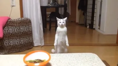 Смешной кот ходит по кухне как Терминатор