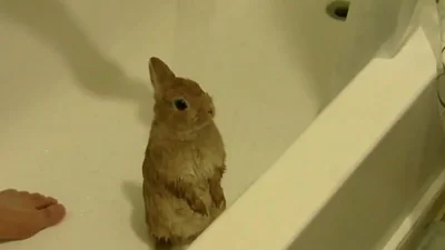 Забавный кролик с непониманием принимает душ