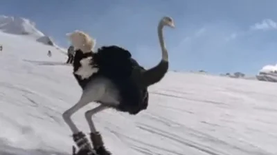 Класс: страусы прокатились на лыжах с горы