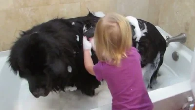Забавная малышка решила искупать огромную собаку