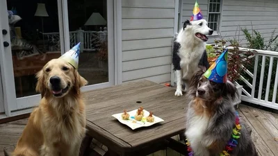 Здоровенная собака празднует День Рождения