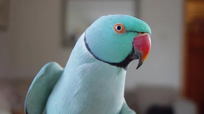 Еще одно доказательство того, что попугаи умеют петь