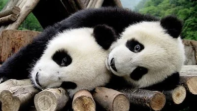 Две панды свалились с камеры