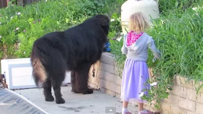 Огромная собака защищает девочку от падения в бассейн