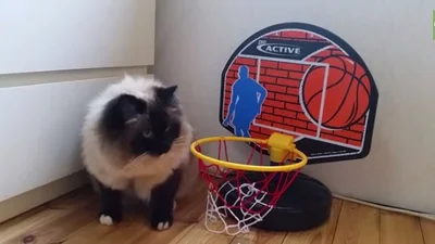 Кот родился баскетболистом