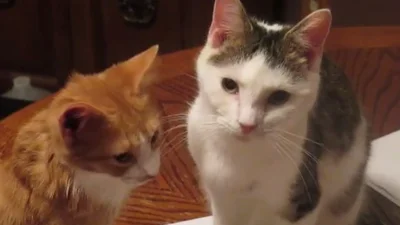 Кошачья любовь: смешные коты не могут нацеловаться