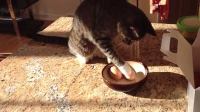 Смешной кот играет с яйцами