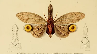 Укус насекомого лечится сексом