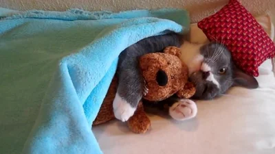 Забавный котенок не может уснуть без своего мишки