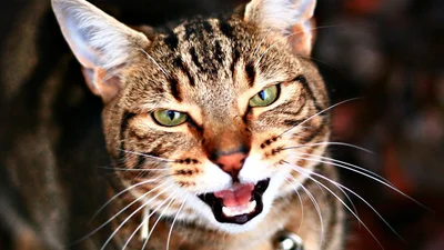 Кошачья карма: Дерзкий кот отомстил хозяину