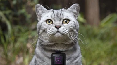 Кошки могут сами размещать свои фото в Instagram