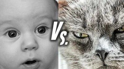 Коты и дети: кто кого