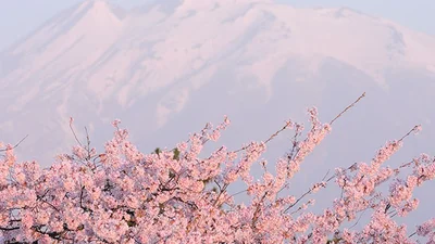 Удивительная красота: как в Японии цветет сакура
