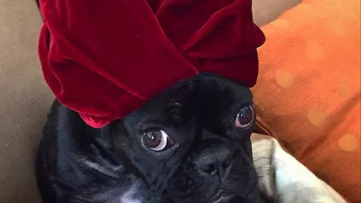 Пес Леди ГаГа заимел свой Instagram