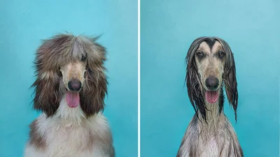 До и после: смешных собак искупали