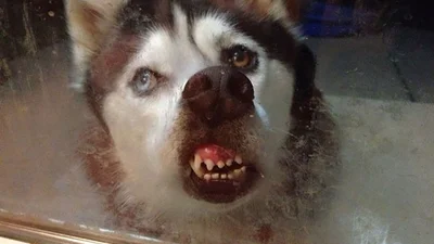 Нелепое зверье: животные смешно облизывают стекла
