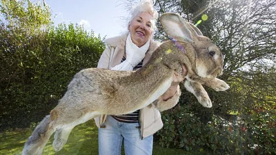 Нашелся самый большой кролик в мире