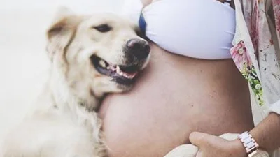 В ожидании: собаки мило поддерживают беременных хозяек