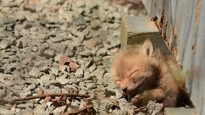 Милая находка: семья обнаружила во дворе маленьких лисичек