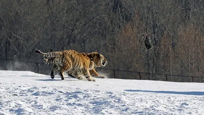 Животные приколы: птица побила нелепого тигра