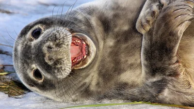 Минута смеха: тюлени-хохотушки взорвали интернет