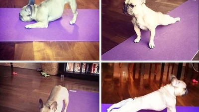 Правильное утро: настоящий урок йоги от животных