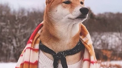 Собачья жизнь: самые стильные собаки в Инстаграме