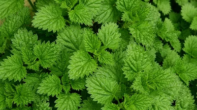 Миф или правда: для красоты и здоровья нужно употреблять крапиву