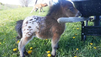 15 самых маленьких лошадок в мире