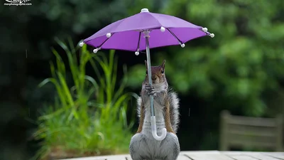 Ничего особенного - просто белка держит зонтик