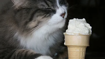 Кот и мороженное: вот, что будет, если их соединить