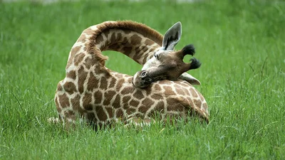 Это очень сладко: как спят жирафы