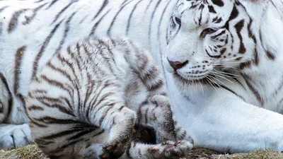 Дитя природы: забавный тигрик играет с мамой