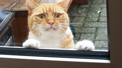 24 тварини, які дуже хочуть у дім