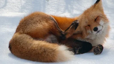 Одна милость: лисички играют на заднем дворе