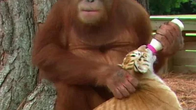 Странная дружба: орангутанг подружился с тигренком