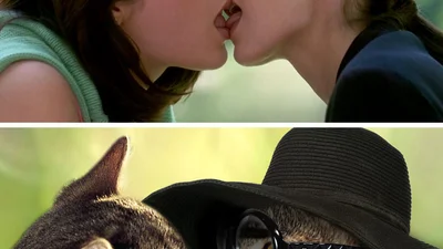 Прикол дня: романтичные сцены из фильмов с котами