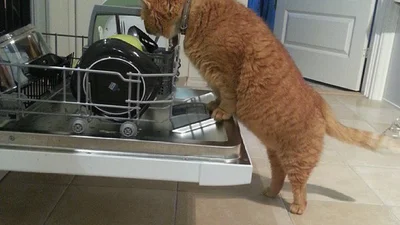 Пухнасті помічники: коти, які скрізь сунуть свій ніс