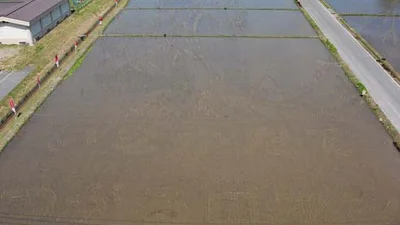 Чудеса Японии: удивительные рисунки на рисовых полях