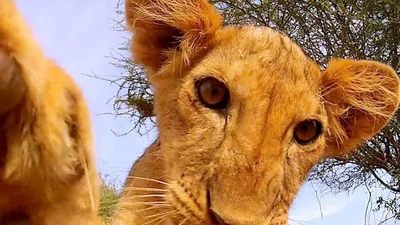 Смешные животные впервые видят камеру GoPro