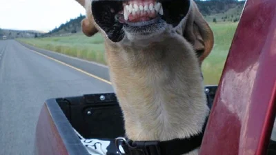 Собачье счастье: животные прикольно ловят ветер из окон машин