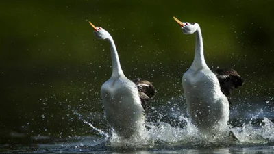 Чудо из чудес: смешные птицы бегают по воде
