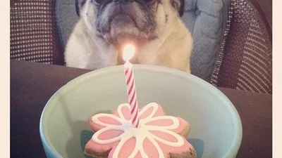 Доказательства, что собаки не особенно любят дни рождения