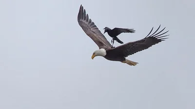 Нахабна ворона прокотилася на спині в орла