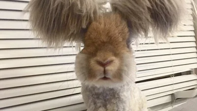 Новая звезда интернета: кролик Волли и его роскошные уши