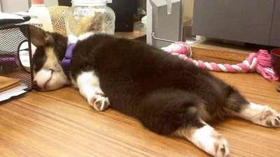 Собаки-трудоголіки: пси копіюють ледачих господарів