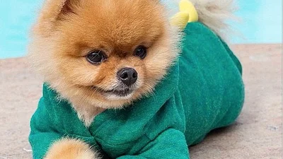 На стилі: милі тварини, які знаються на моді