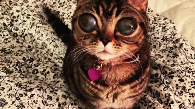 Интернет взорвала кошка-инопланетянка из Британии