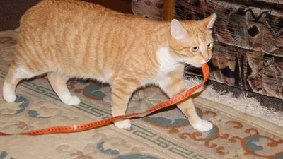 Дивні та смішні: коти знову чудять