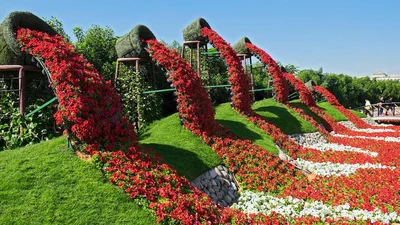 В Дубаи посреди пустыни растут 45 миллионов цветов